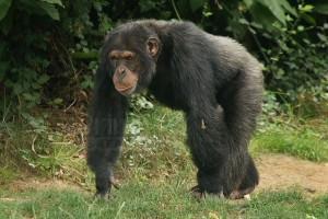Chimpanzee Habituation Walks in Virunga