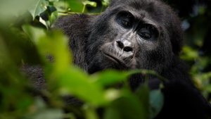Congo Gorilla Trekking Rules
